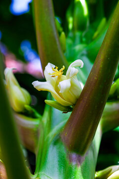 Flowering of a fruit, Papaya
