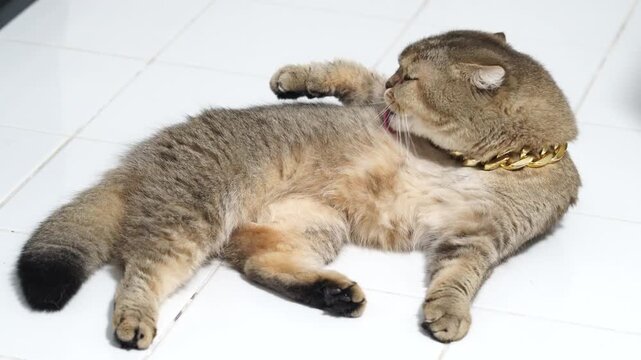 Fluffy feline lounging on tiled floor, showcasing relaxed demeanor with stylish gold chain, unique fur pattern, and vibrant green eyes, adding charm to this domestic pets playful personality