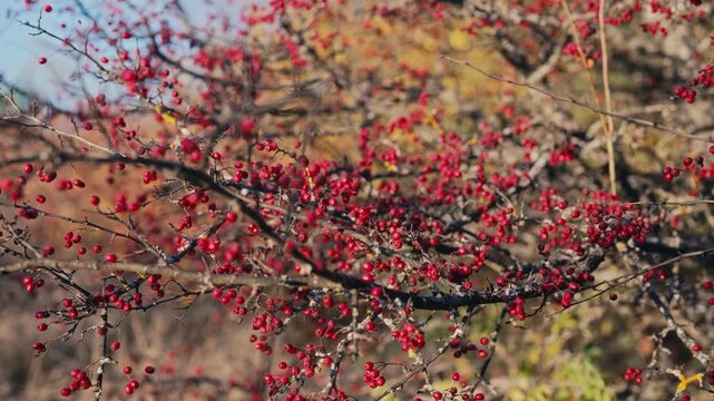 Ripe Rose Hips Branches In Late October.Medicinal Berries, Rosa Canina, Dog-Rose