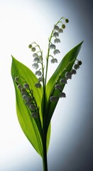 Fototapeta premium Delicate white bell-shaped lily of the valley flowers arranged minimally, emphasizing freshness and airy composition, design, beauty, close up