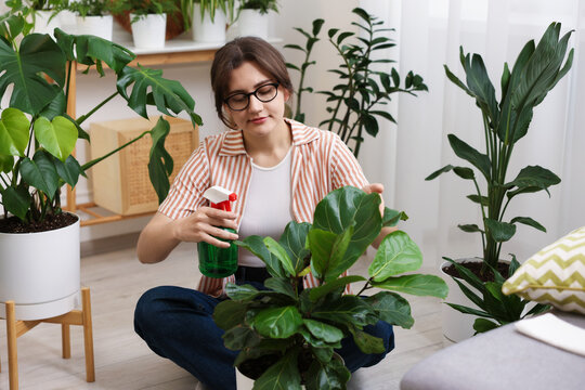 Woman spraying beautiful potted houseplant with water indoors