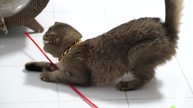 Playful Cat Engages with Red String, Showcasing Fluffy Curiosity and Comfort in Indoor Setting, While Adorned with Shiny Necklace for Added Charm and Tranquility