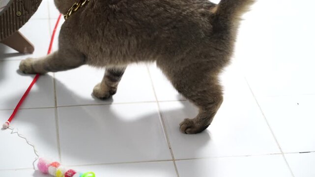 Playful Cat Explores Indoor Environment with Curiosity, Tail Raised and Red String Toy on Floor, Showcasing Fluffy Fur and Joyful Energy of Curious Pet Animal