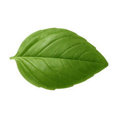 Obraz premium PNG Fresh green basil leaf isolated.