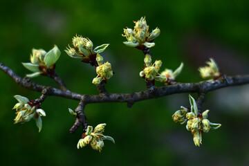 A branch of a fruit tree on which the leaves bloom in spring in sunny weather. Young branch covered with buds on green background. Twig of an apple tree with kidneys in spring. Spring background.
