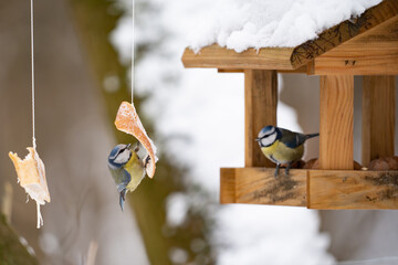 Eurasian Blue Tits Feeding at a Wooden Birdhouse in Winter © Robert