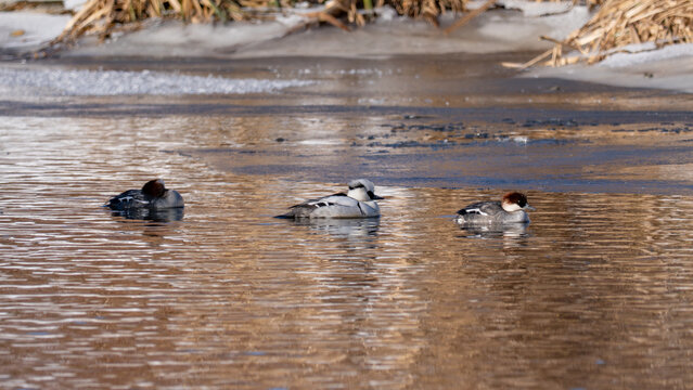 Smew - Mergellus albellus