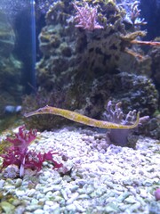 The alligator pipefish or double-ended pipefish (Syngnathoides biaculeatus)