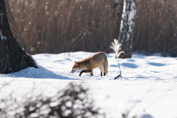 Obraz premium fox on snow 