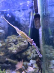 The alligator pipefish or double-ended pipefish (Syngnathoides biaculeatus)