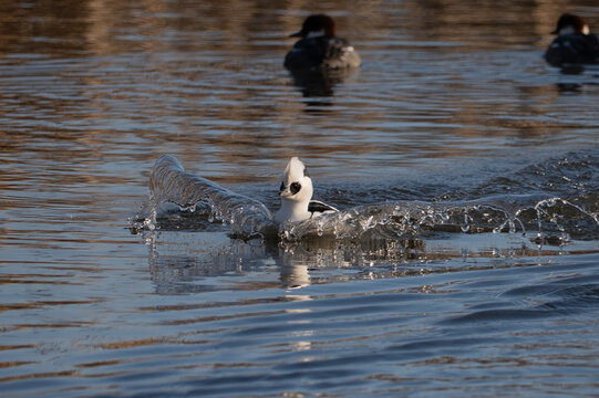 Smew - Mergellus albellus swimming in pond