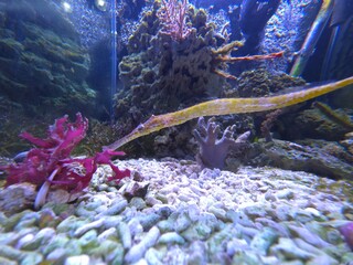The alligator pipefish or double-ended pipefish (Syngnathoides biaculeatus)
