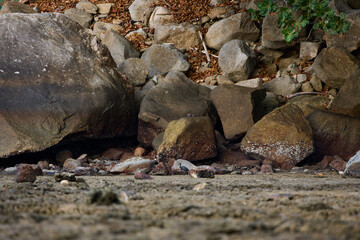 Fototapeta premium A wild bird hunts on a reef at low tide on the coast of Thailand in sunny weather, waves in the background