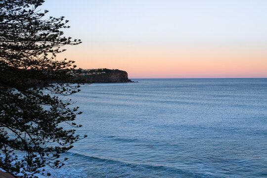 sunset, pine tree and headland at Newport, Sydney Northern Beaches