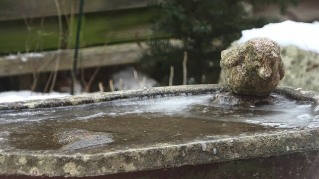 Blue tit drinking from a frozen birdbath in winter