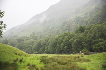 Misty Highlands landscape with sheep grazing in a green valley on a cloudy day