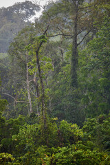 Obraz premium view from balcony from luxury villa to palm trees on the beach in heavy rain, nobody