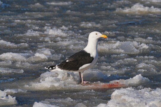 The great black-backed gull (Larus marinus) is the largest member of the gull and tern family Laridae.