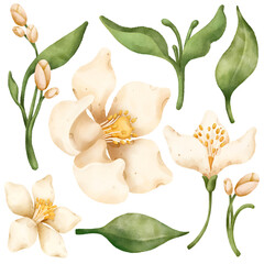 Fototapeta premium White Watercolor Jasmine Flowers And Green Leaves Set. Isolated. Elegant Botanical Illustrations For Luxury Wedding Invitations and Spring Floral Design.