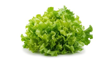 Isolated fresh green oak lettuce on white