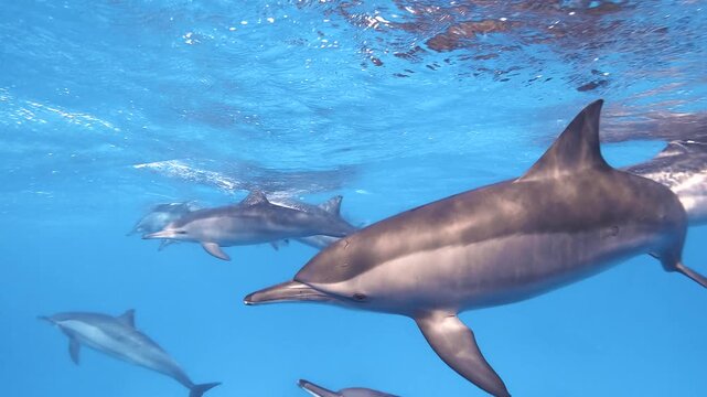 Slow motion video of a pod of spinner dolphins swimming peacefully in the clear blue water of the Red Sea, Egypt.