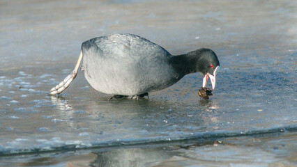 Obraz premium black headed gull