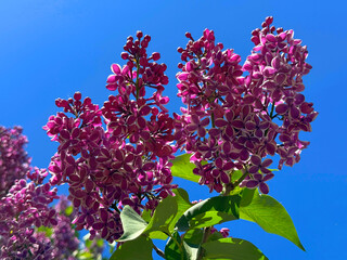 Lilac flowers Sensation in spring.