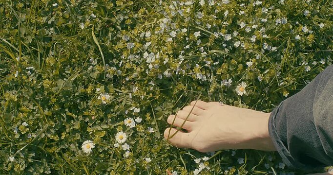 Close Up of Female Legs Walking on Green Grass on Sunny Spring Day