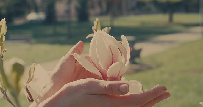 Female Hand Gently Touching Camellia Flower on Sunny Spring Day, Close Up