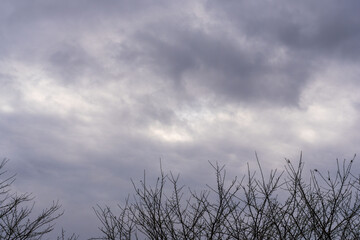 Obraz premium 冬の寒い朝 曇り空と木々のシルエット12
