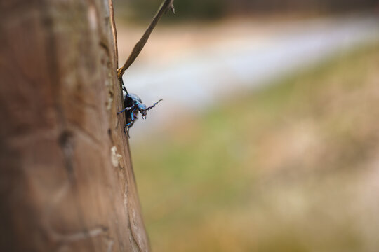 Close-up of a metallic blue-violet European Oil Beetle (Meloe species) climbing on a tree trunk with soft blurred background and copy space.