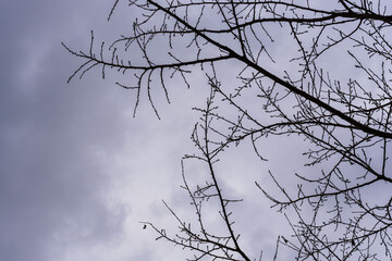 冬の寒い朝　曇り空と木々のシルエット08