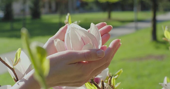 Female Hand Gently Touching Camellia Flower on Sunny Spring Day, Close Up