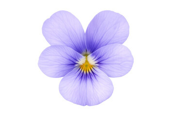 Fototapeta premium Viola flower blooming, showing purple petals and delicate details, isolated on transparent background
