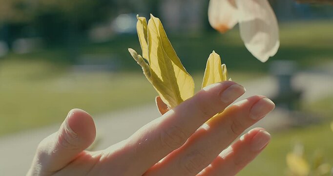 Female Hand Gently Touching Camellia Flower on Sunny Spring Day, Close Up