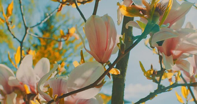 Camellia Flowers Blooming on Sunny Spring Day, Close Up