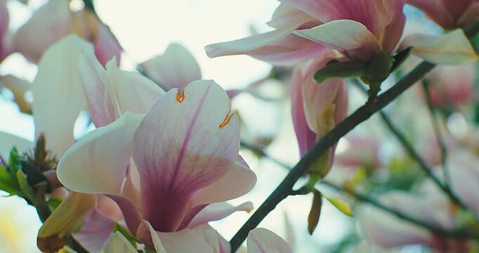 Camellia Flowers Blooming on Sunny Spring Day, Close Up