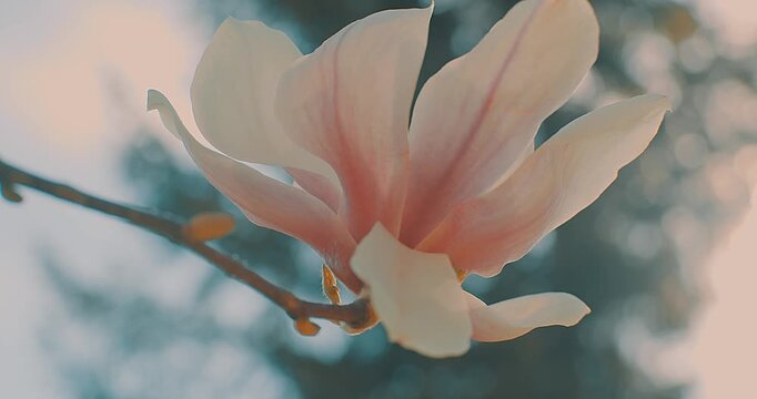 Camellia Flowers Blooming on Sunny Spring Day, Close Up