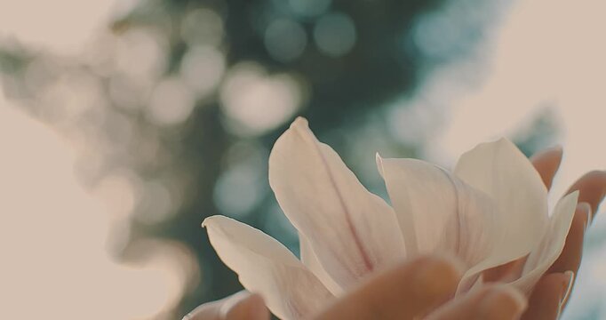 Female Hand Gently Touching Camellia Flower on Sunny Spring Day, Close Up