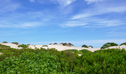 Sand dunes along the Coorong national park at the mouth of the Murray River, South Australia. Spectacular sand dunes with green vegetation and blue sky.  © Debra