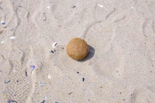 Sea ball on the sand at Coorong National Park. Fibrous sea grass clumped naturally on the sea bed and washed up. South Australia at the mouth of the Murray River.