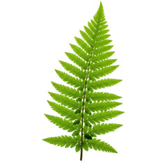 Vibrant Green Fern Leaf Illuminated Against Soft Green Background Detailed Isolated Realistic Photo