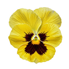 Vibrant Yellow Pansy Flower Isolated on Soft Yellow Background Realistic Photo