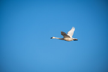 Obraz premium Single Tundra Swan flying across blue sky