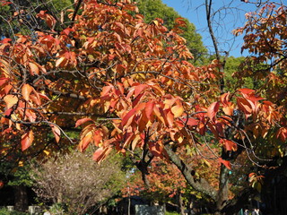 桜の紅葉