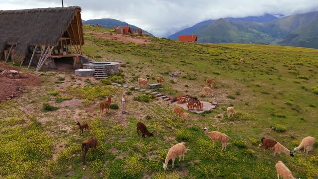 Aerial view of a serene Peruvian landscape featuring llamas grazing in a grassy field with a thatched-roof hut and majestic mountains in the background