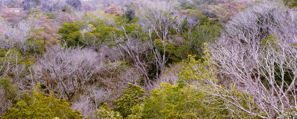 兵庫県・三木山森林公園冬の風景