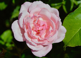 pink rose in garden