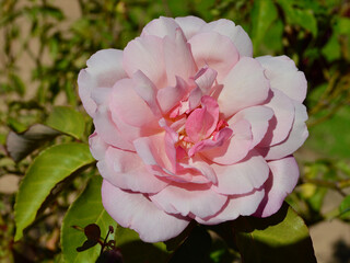 Stunning pink roses in a sunny garden.