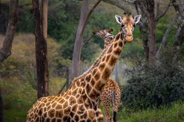 Obraz premium Rothschild’s giraffes in natural habitat at the Giraffe Centre, Kenya